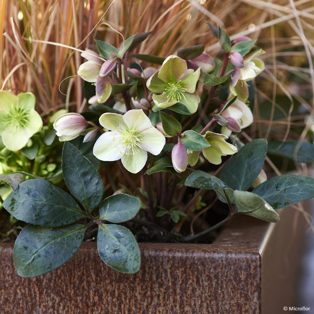 Helleborus hybridus (orientalis) ViV 'Valeria'