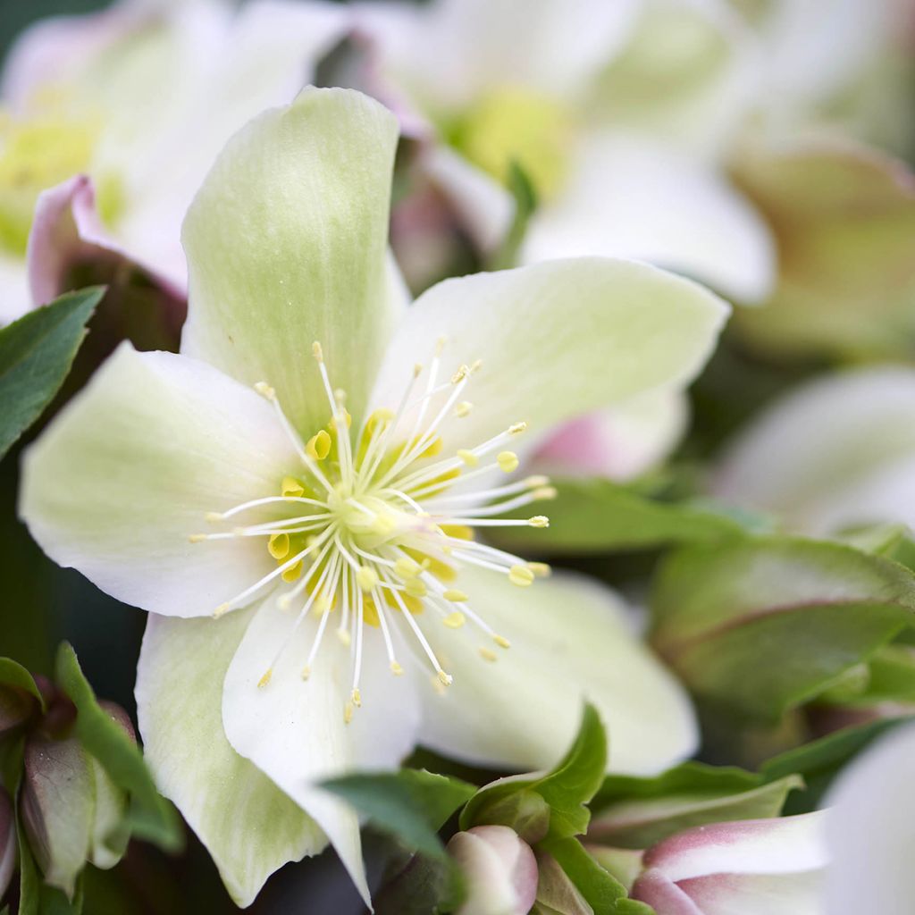 Helleborus hybridus (orientalis) ViV 'Wanda'