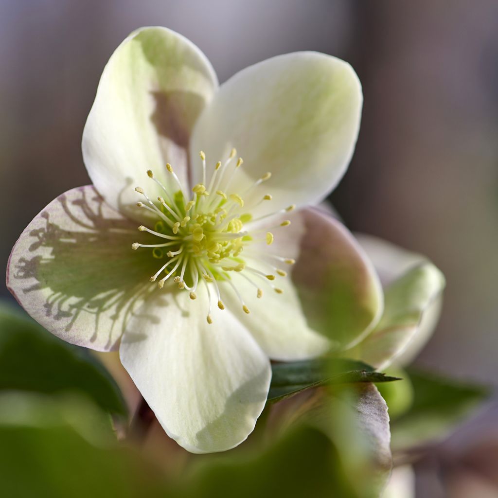 Helleborus hybridus (orientalis) ViV 'Valeria'