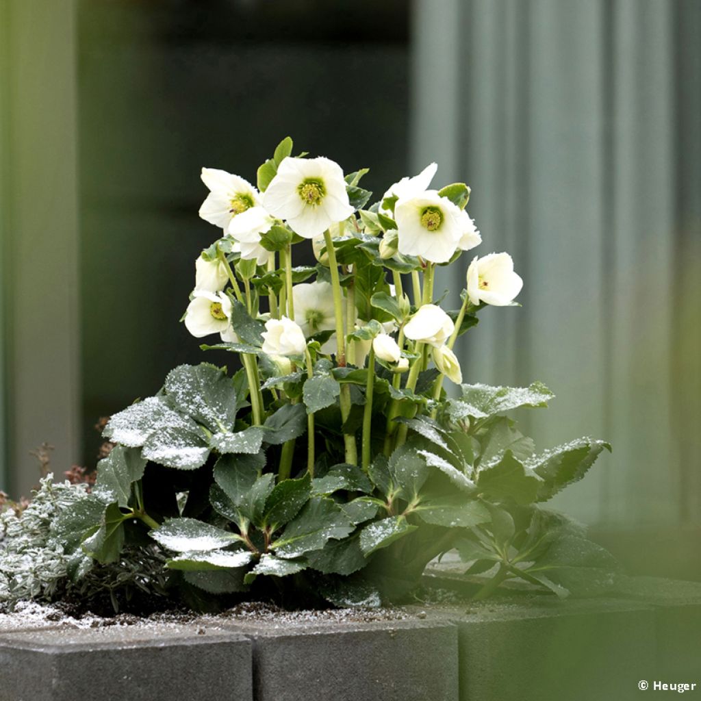 Helleborus HGC Lisann