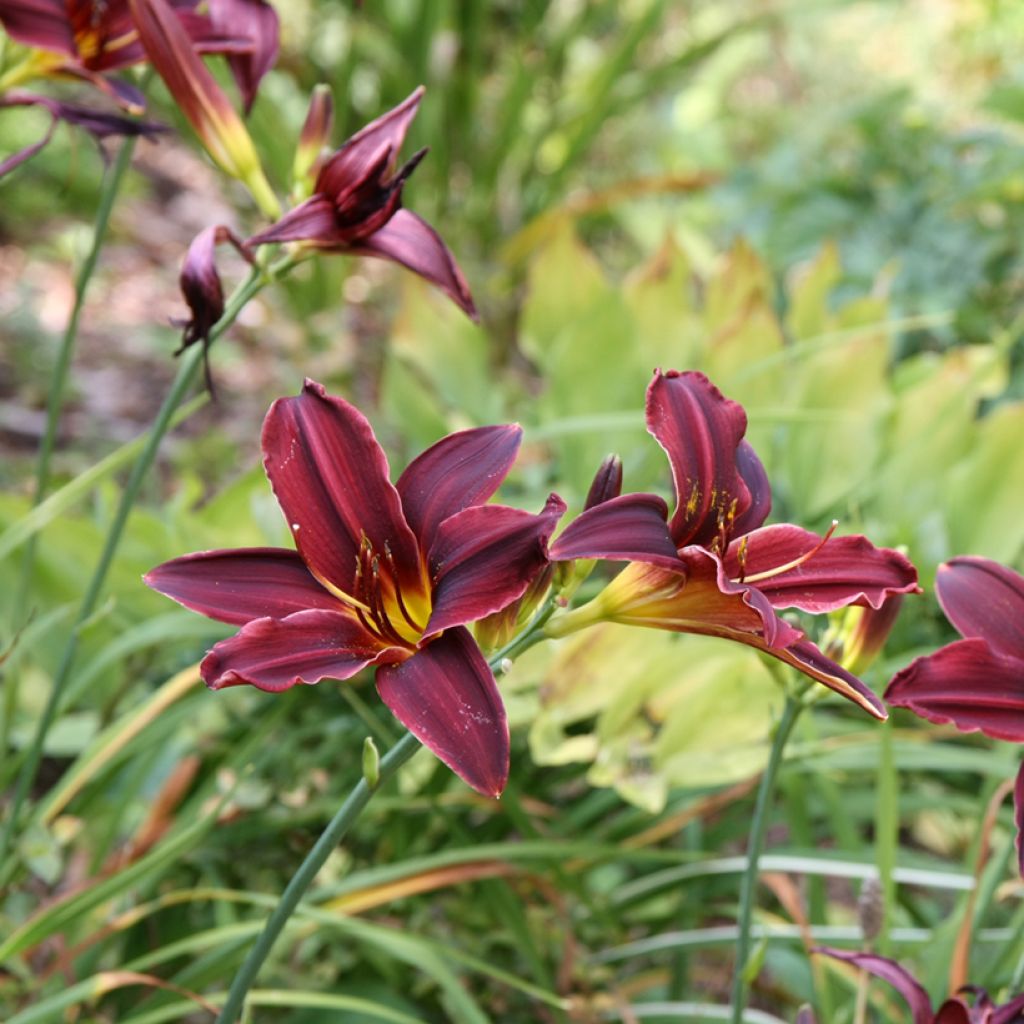 Hemerocallis American Revolution - Daylily