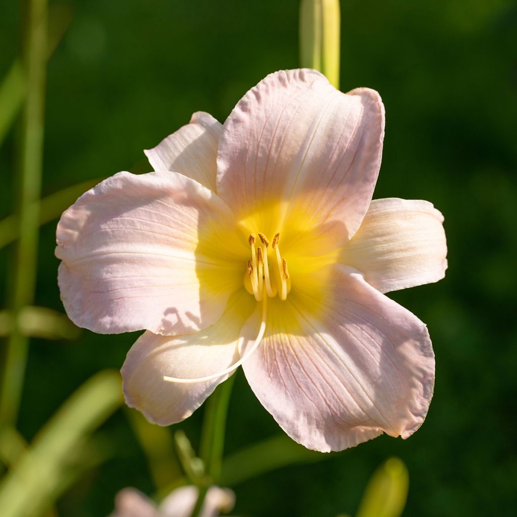 Hemerocallis Catherine Woodbury - Daylily