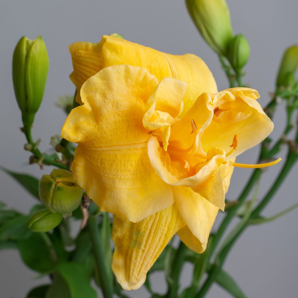 Hemerocallis Condilla - Daylily