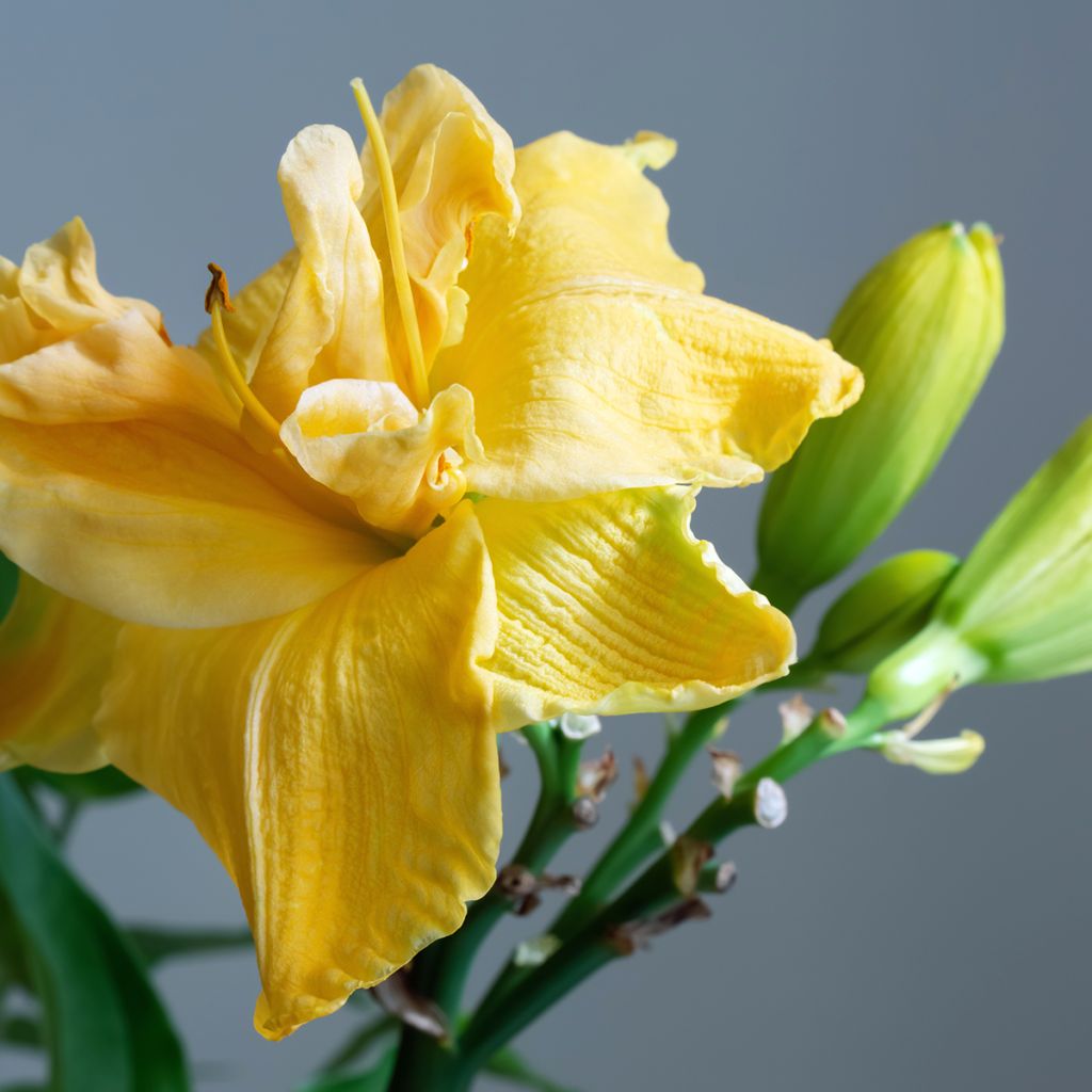 Hemerocallis Condilla - Daylily