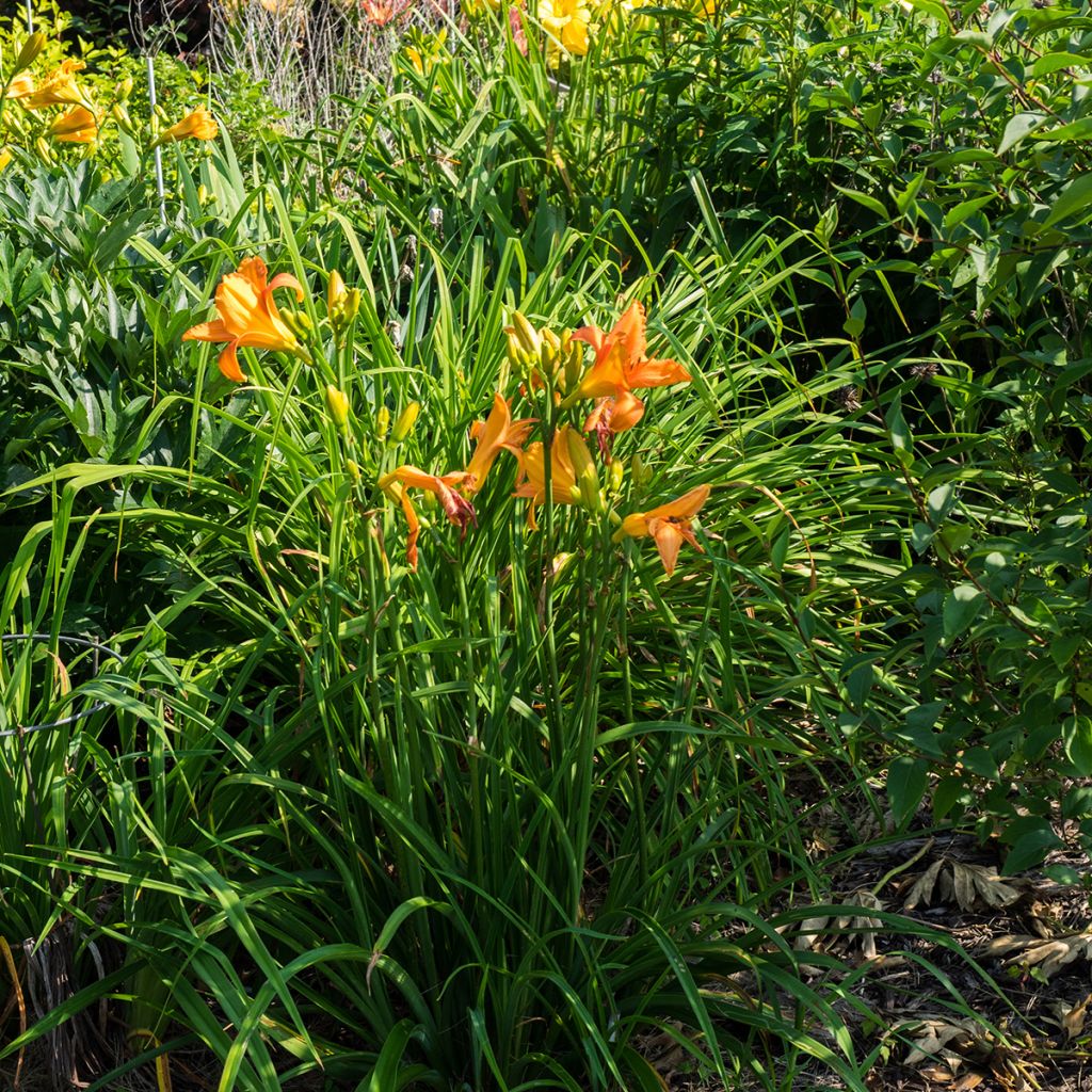 Hemerocallis Mauna Loa - Daylily