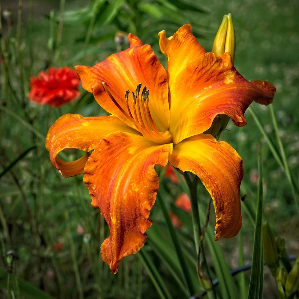 Hemerocallis Mauna Loa - Daylily