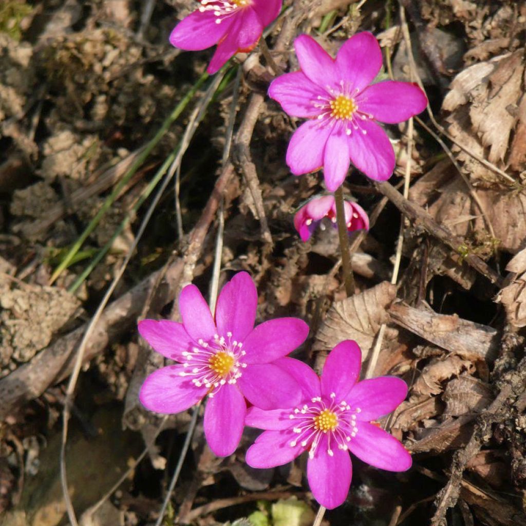 Hepatica nobilis Rosea