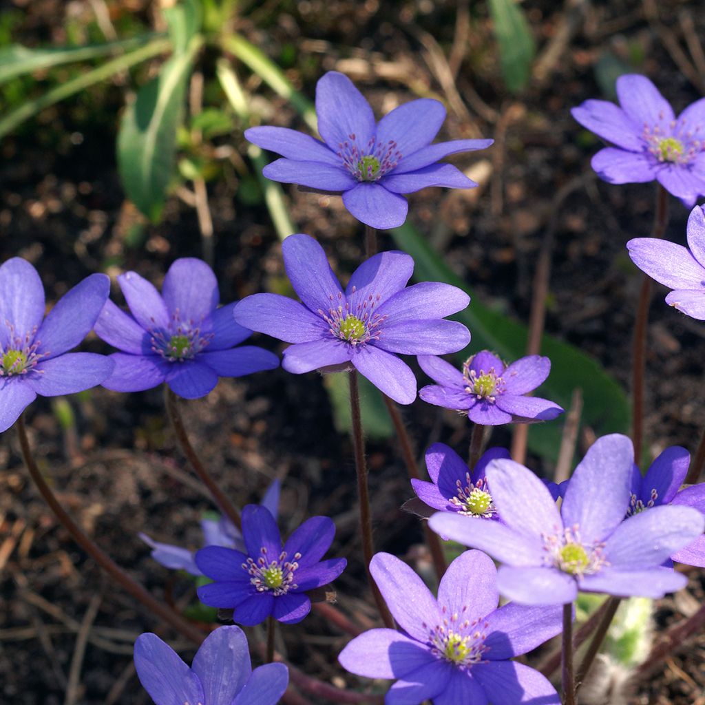 Hepatica transsilvanica De Buis