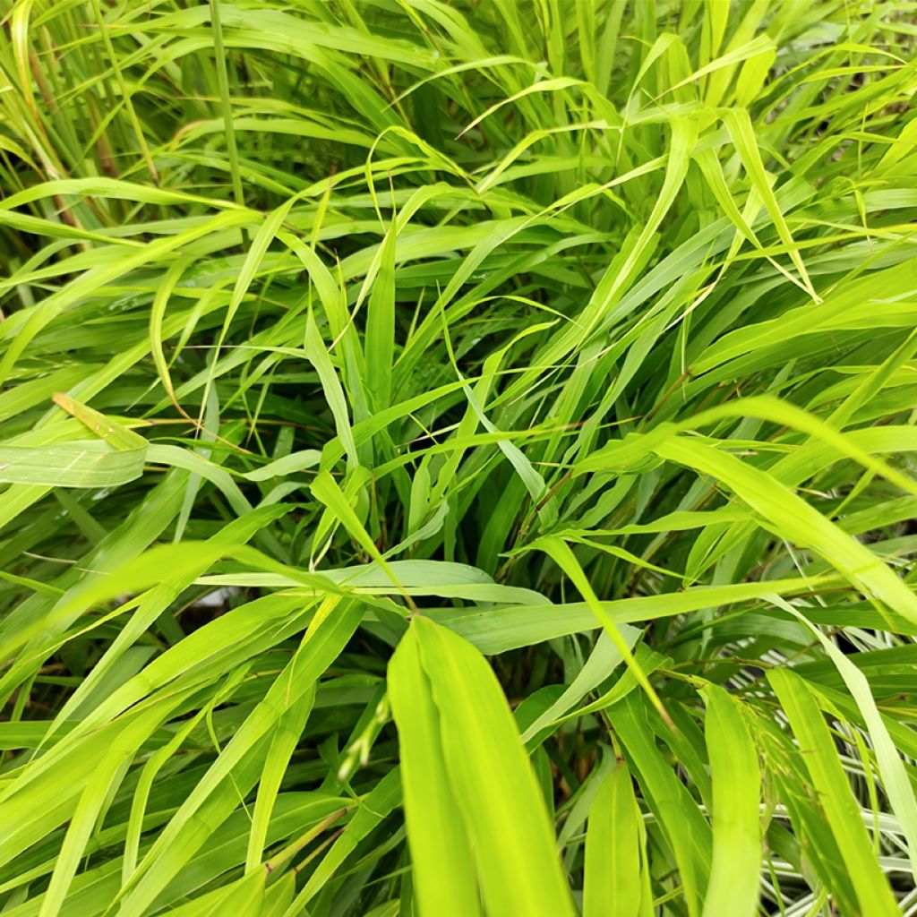 Hakonechloa macra Nicolas - Japanese Forest Grass