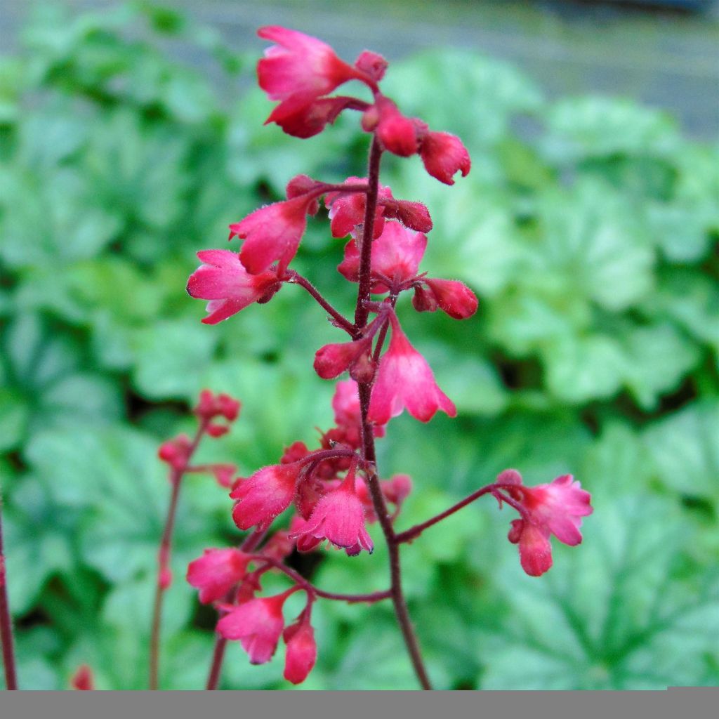 Heuchera Paris - Heuchère