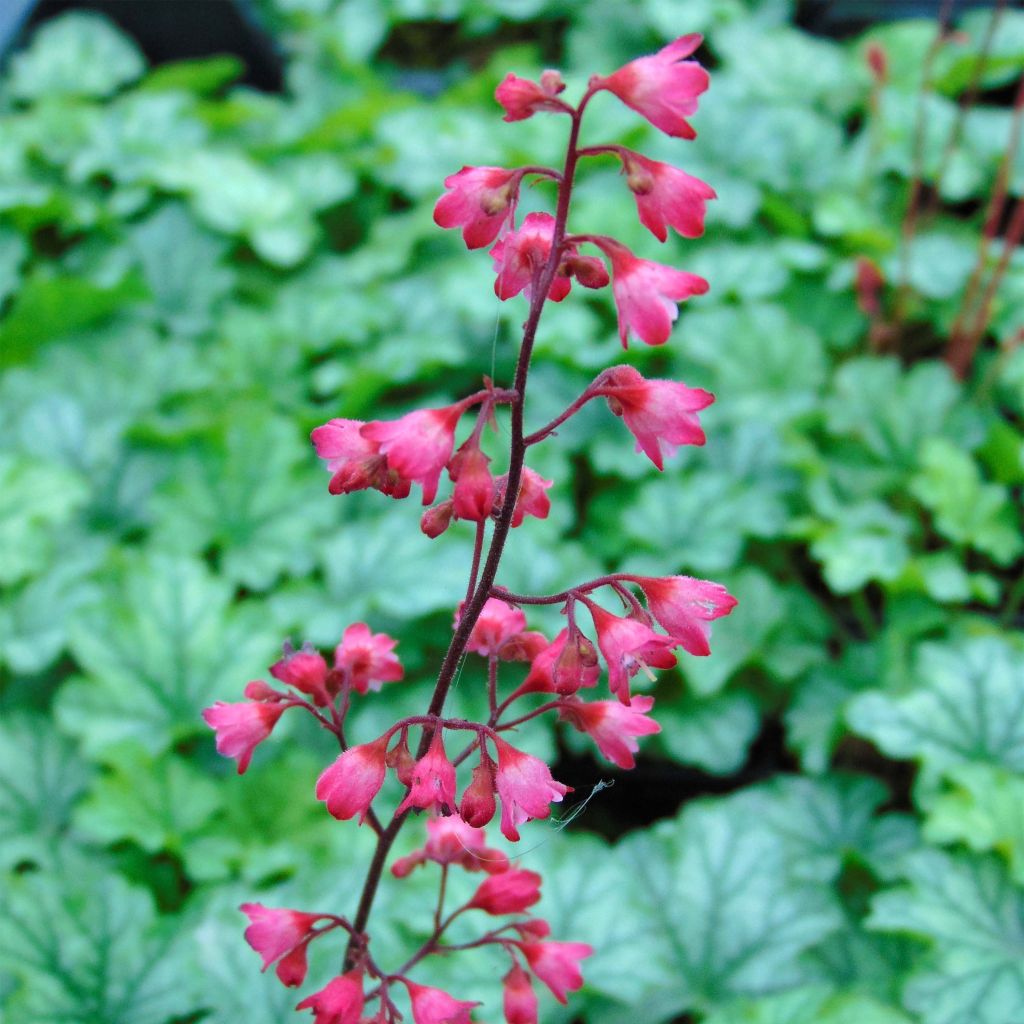 Heuchera Paris - Heuchère