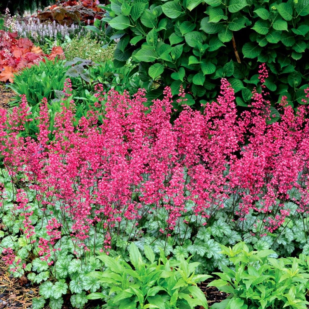 Heuchera Paris