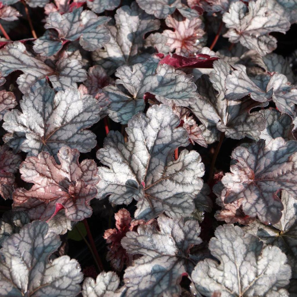 Heuchera Timeless Treasure