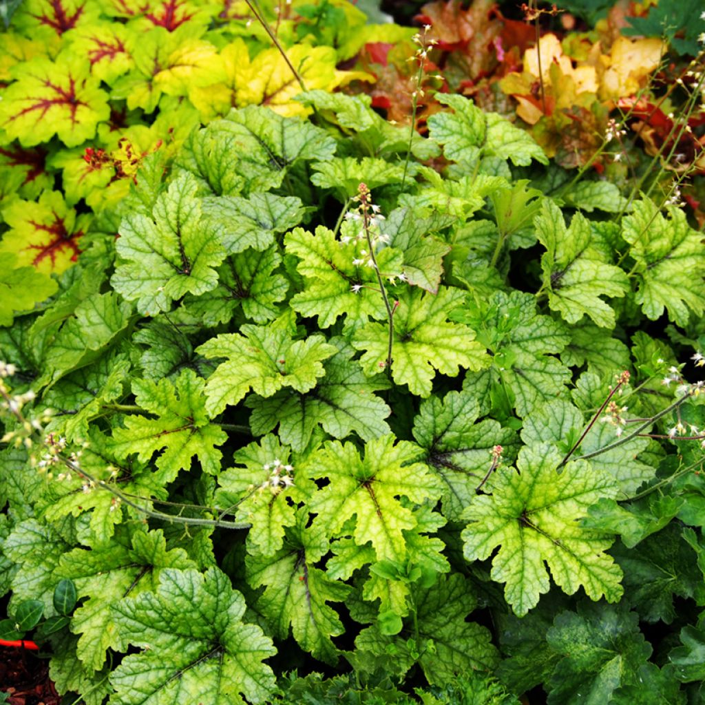 Heucherella Kimono