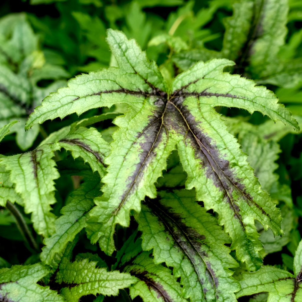 Heucherella Kimono