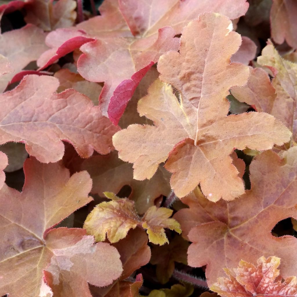 Heucherella Red Rover