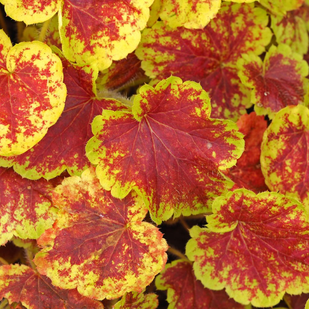 Heucherella Solar Eclipse