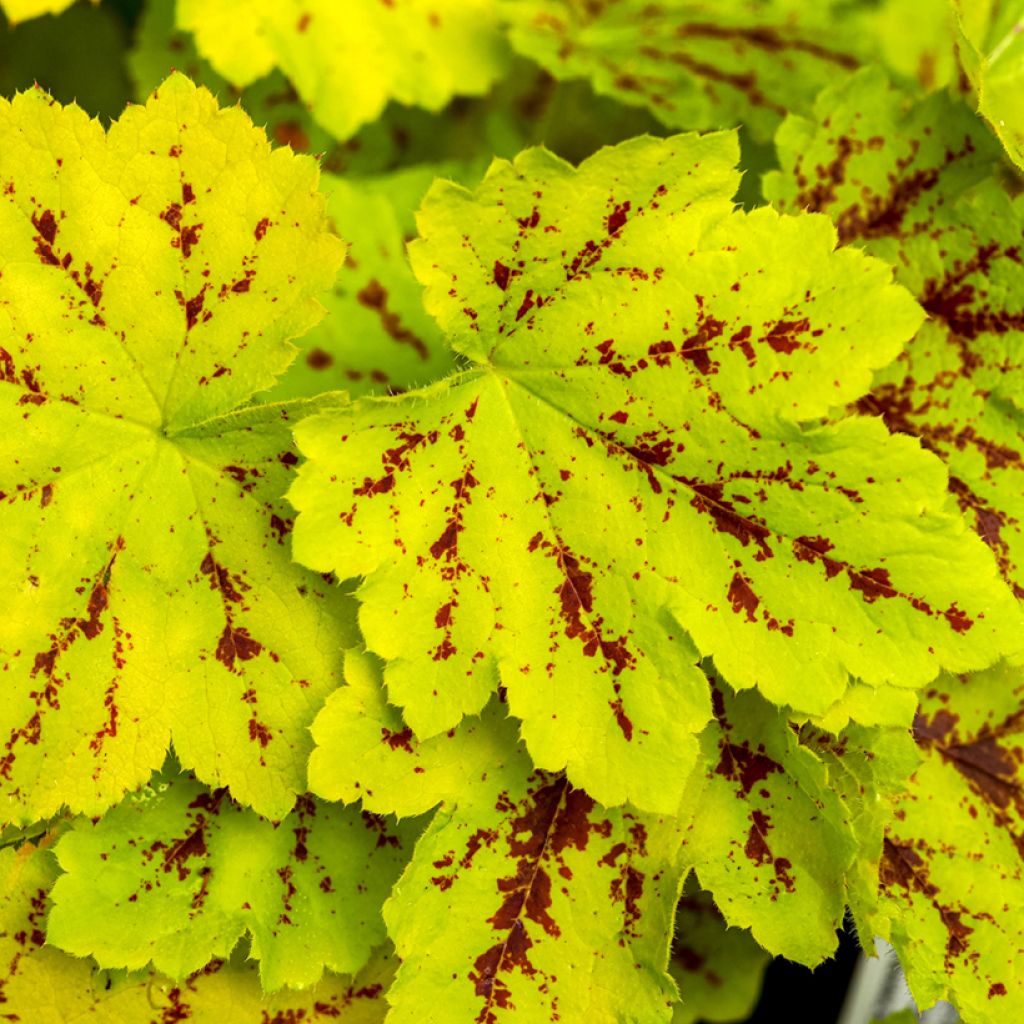 Heucherella Solar Power