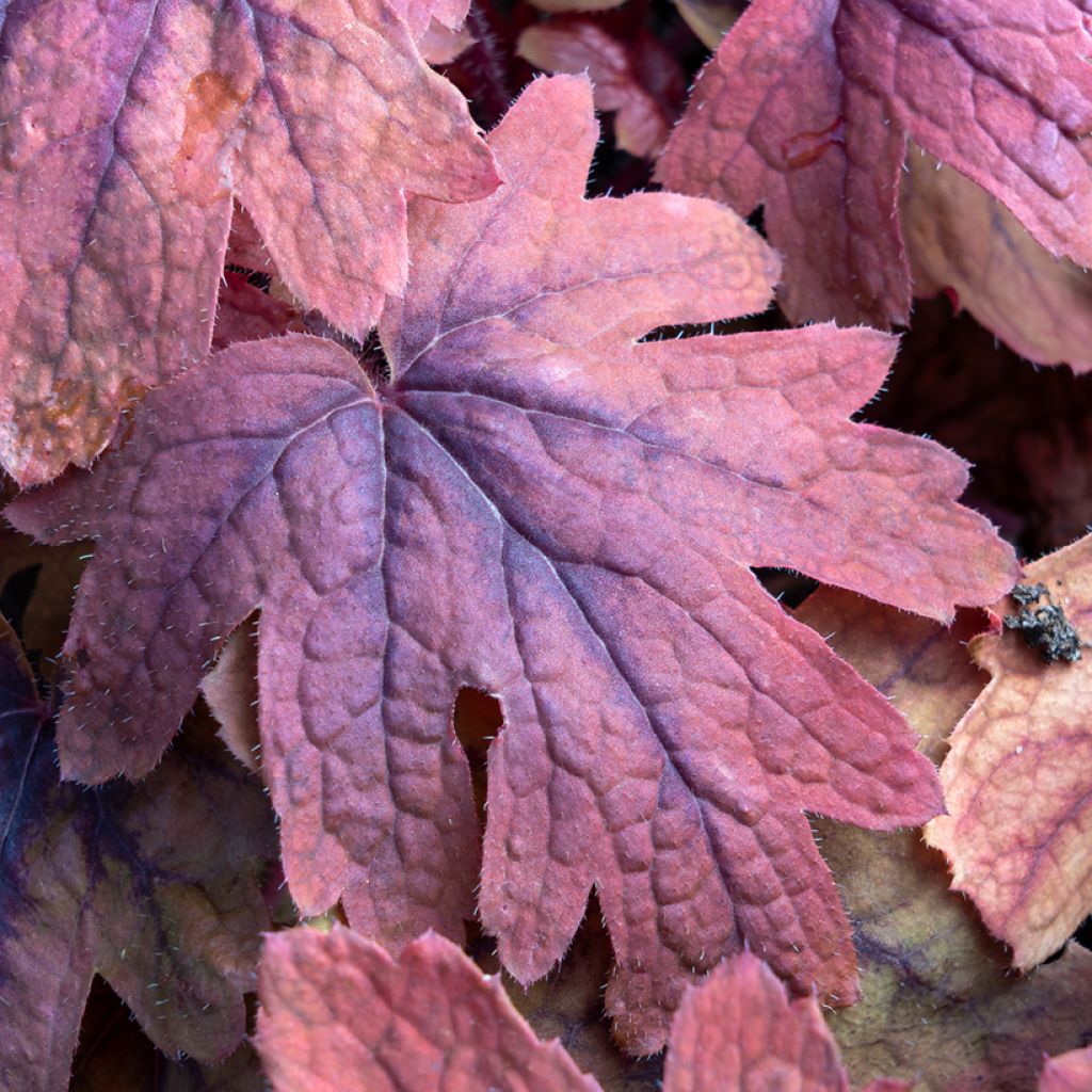 Heucherella Sweet Tea