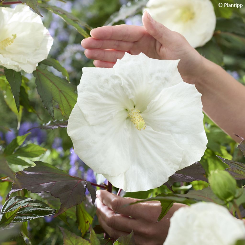 Hibiscus moscheutos Carousel® Ghost ® - Swamp Rose Mallow