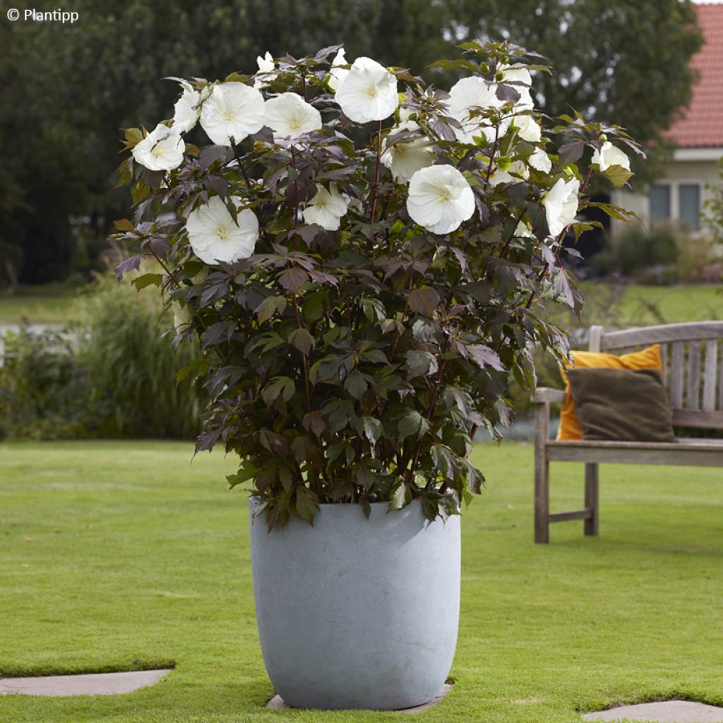 Hibiscus moscheutos Carousel® Ghost ® - Swamp Rose Mallow