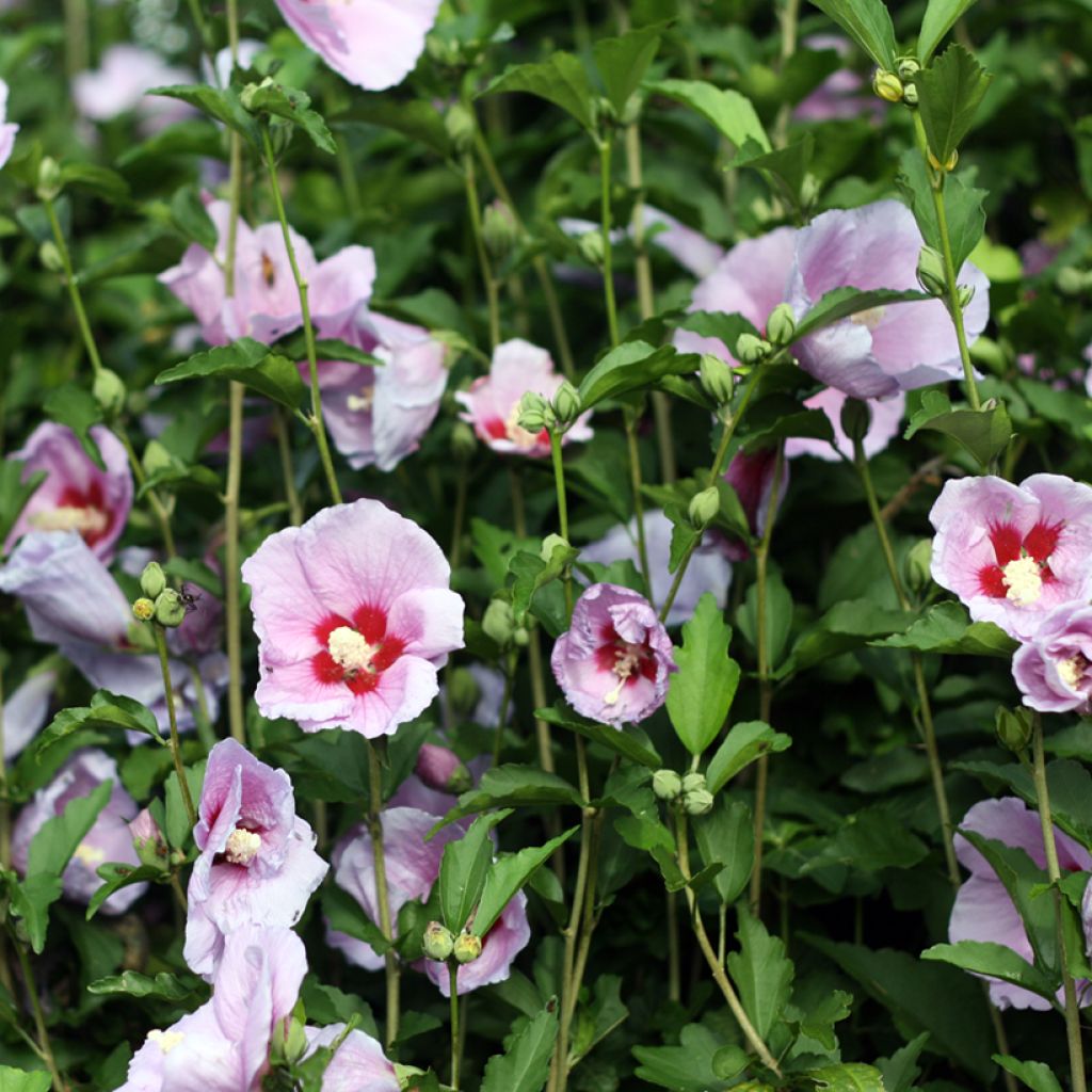 Hibiscus moscheutos Cherry Cheesecake - Swamp Rose Mallow