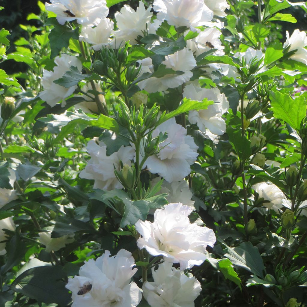 Hibiscus syriacus Admiral Dewey