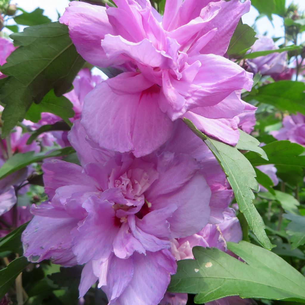 Hibiscus syriacus Ardens