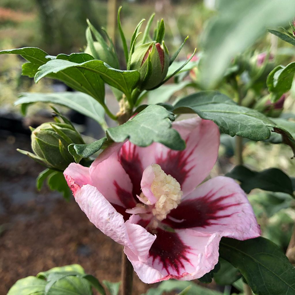 Hibiscus syriacus Hamabo - Althéa ou mauve en arbre