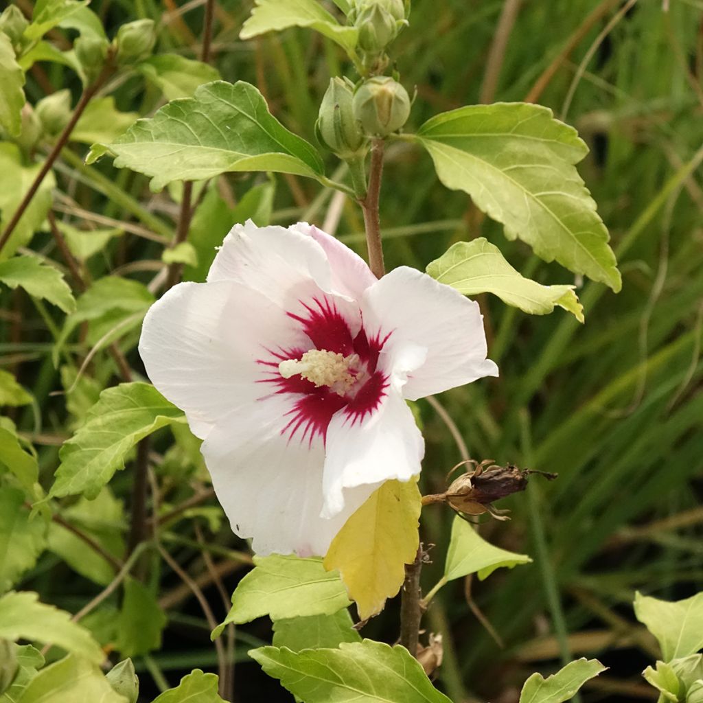 Hibiscus syriacus Shintaeyang - Rose of Sharon