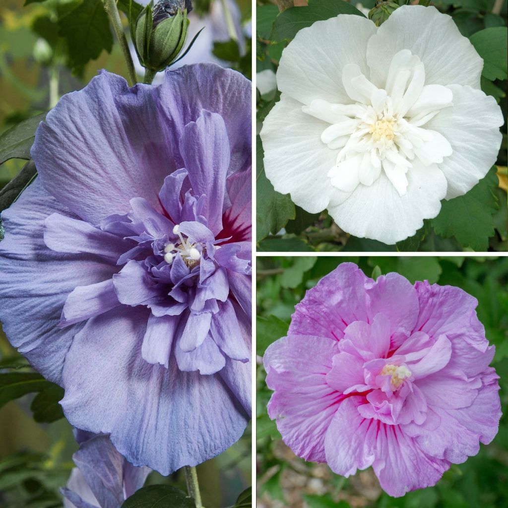 Hibiscus syriacus Three Sisters (Lavender Chiffon, Blue Chiffon, White Chiffon) - Rose of Sharon