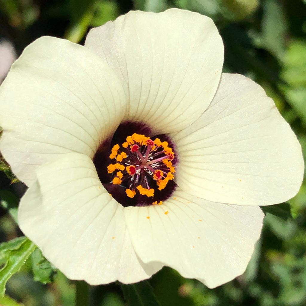 Hibiscus trionum - African Hibiscus