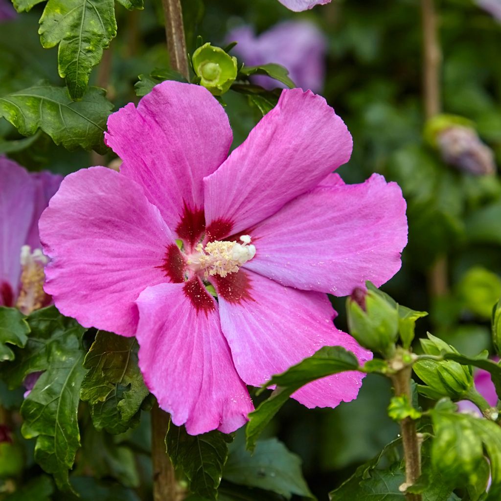Hibiscus syriacus Pink Giant - Rose of Sharon