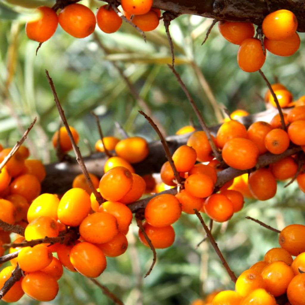 Hippophae rhamnoides Botanica