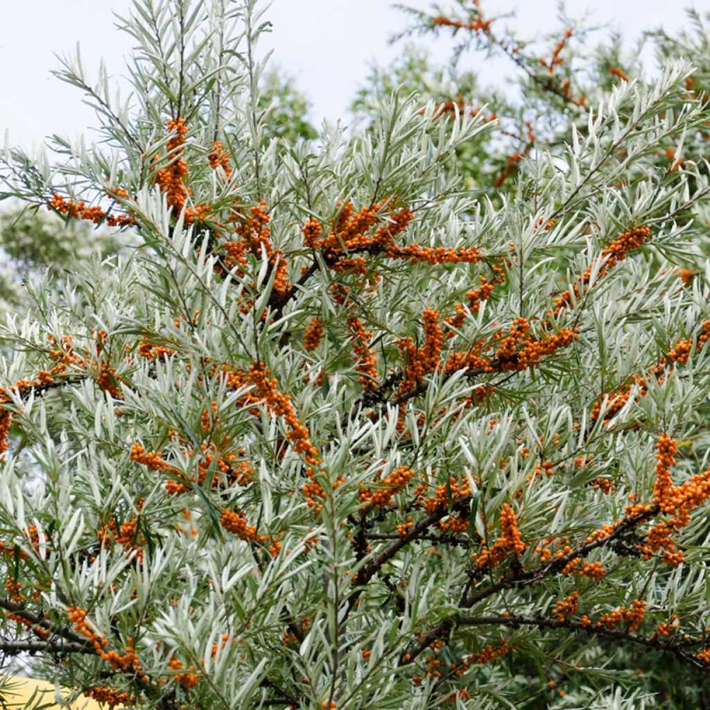 Hippophae rhamnoides Hergo - Sea buckthorn