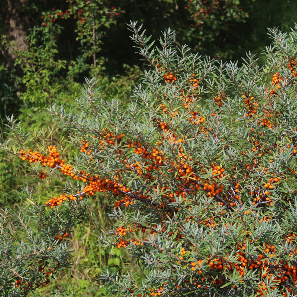 Hippophae rhamnoides Sirola - Sea buckthorn