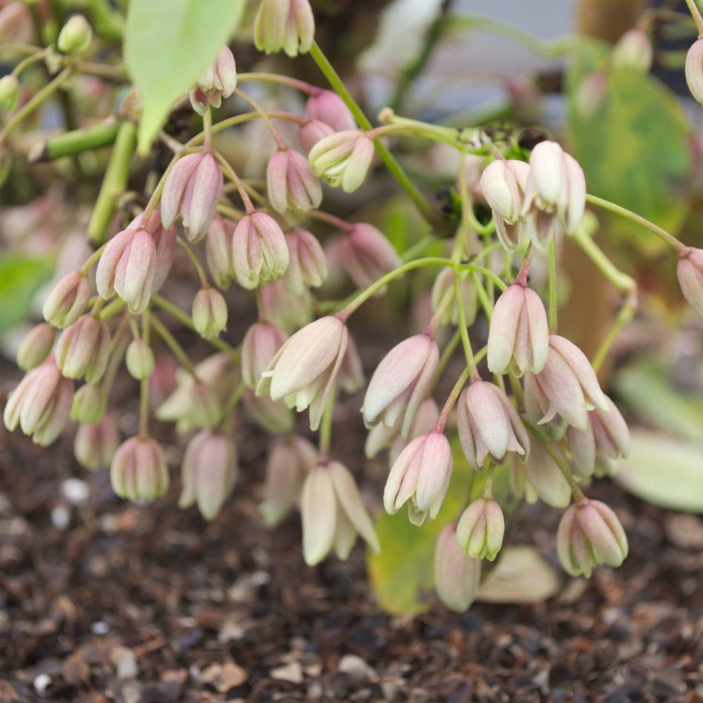 Holboellia traversii - China Bluebell