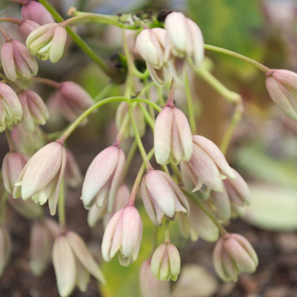 Holboellia traversii - China Bluebell