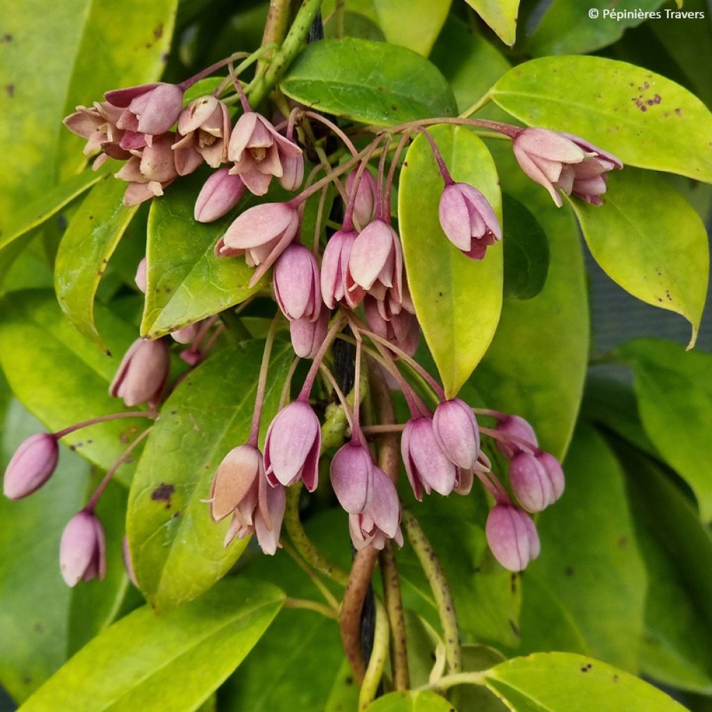 Holboellia traversii - China Bluebell