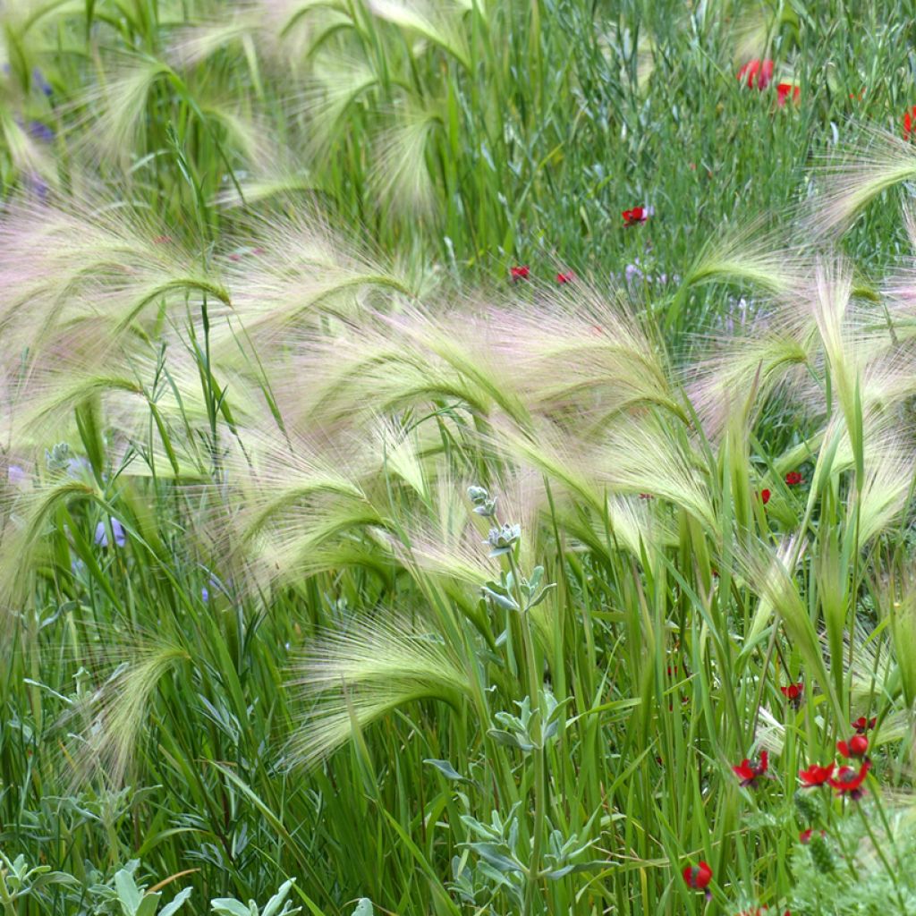 Hordeum jubatum Seeds