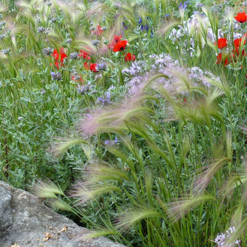 Hordeum jubatum Seeds