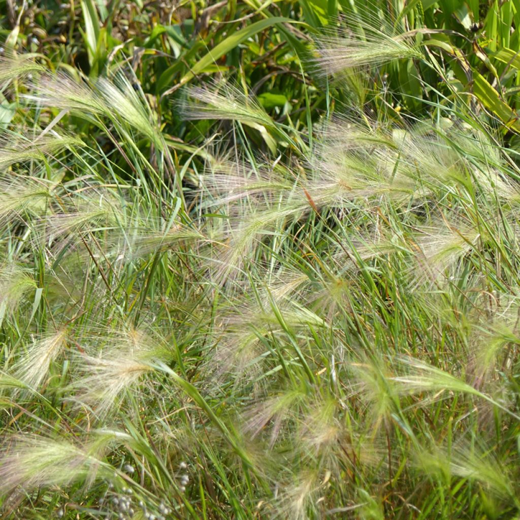 Hordeum jubatum Seeds