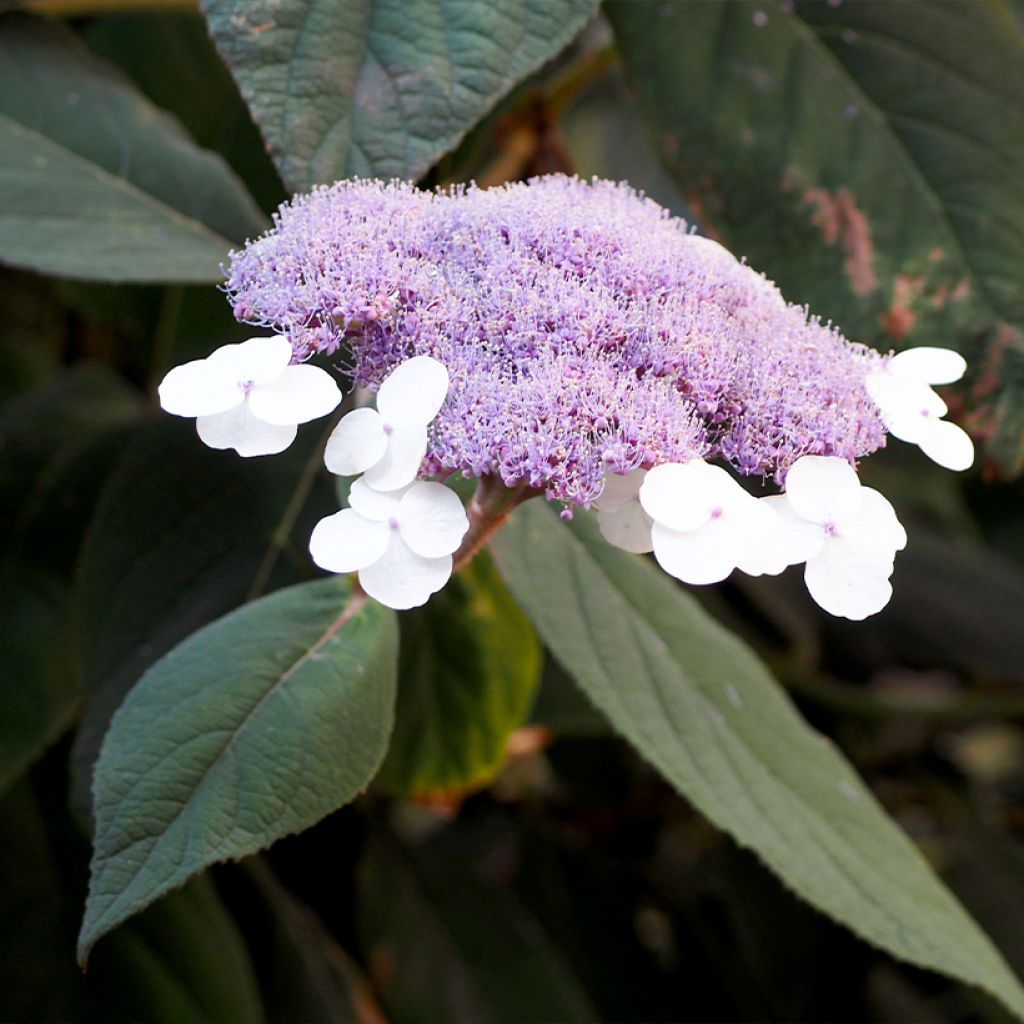 Hortensia - Hydrangea aspera villosa Velvet & Lace