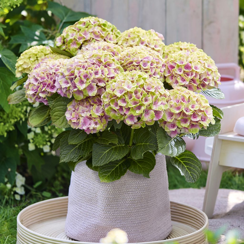 Hydrangea macrophylla Magical Jewel Pink