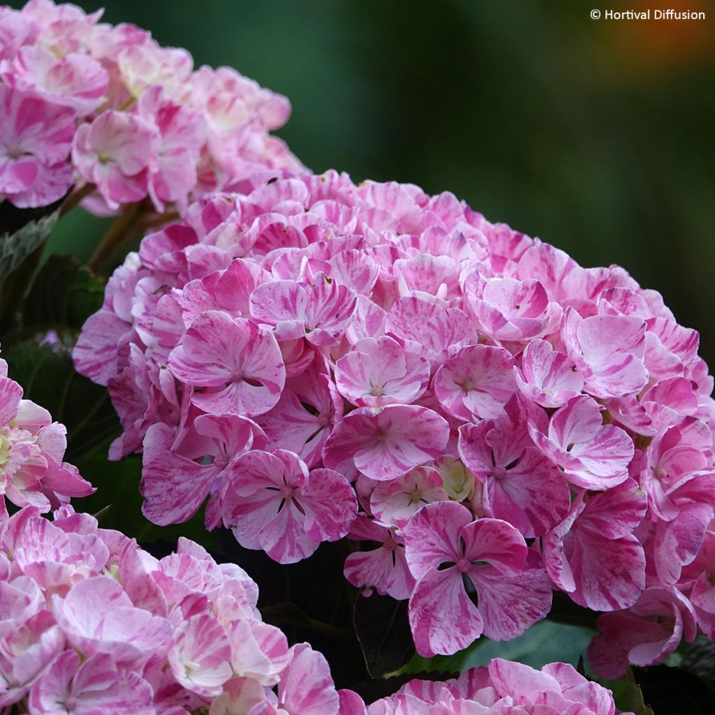 Hydrangea macrophylla Pinky Binder- Mophead Hydrangea