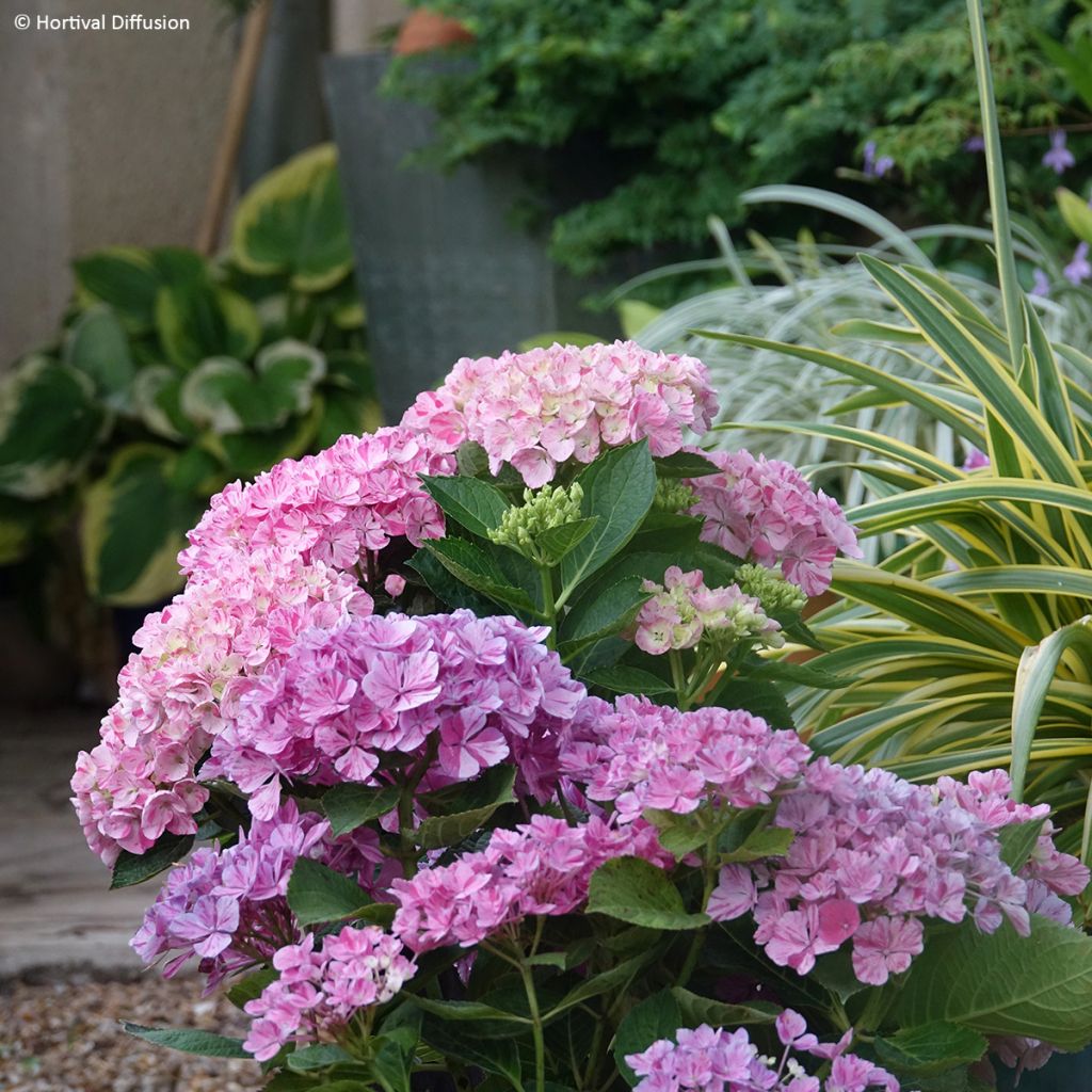 Hydrangea macrophylla Pinky Binder- Mophead Hydrangea