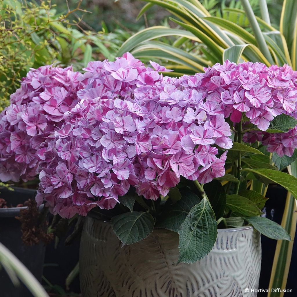 Hydrangea macrophylla Pinky Binder- Mophead Hydrangea