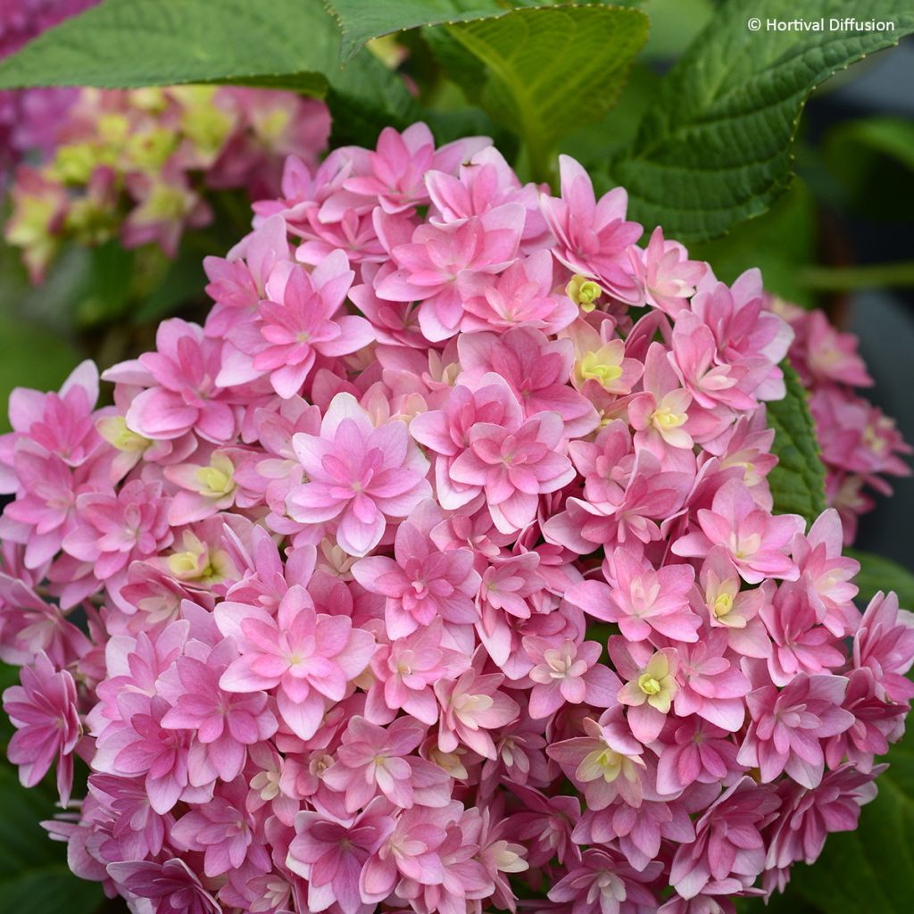 Hydrangea macrophylla Stellar Pink - Mophead Hydrangea