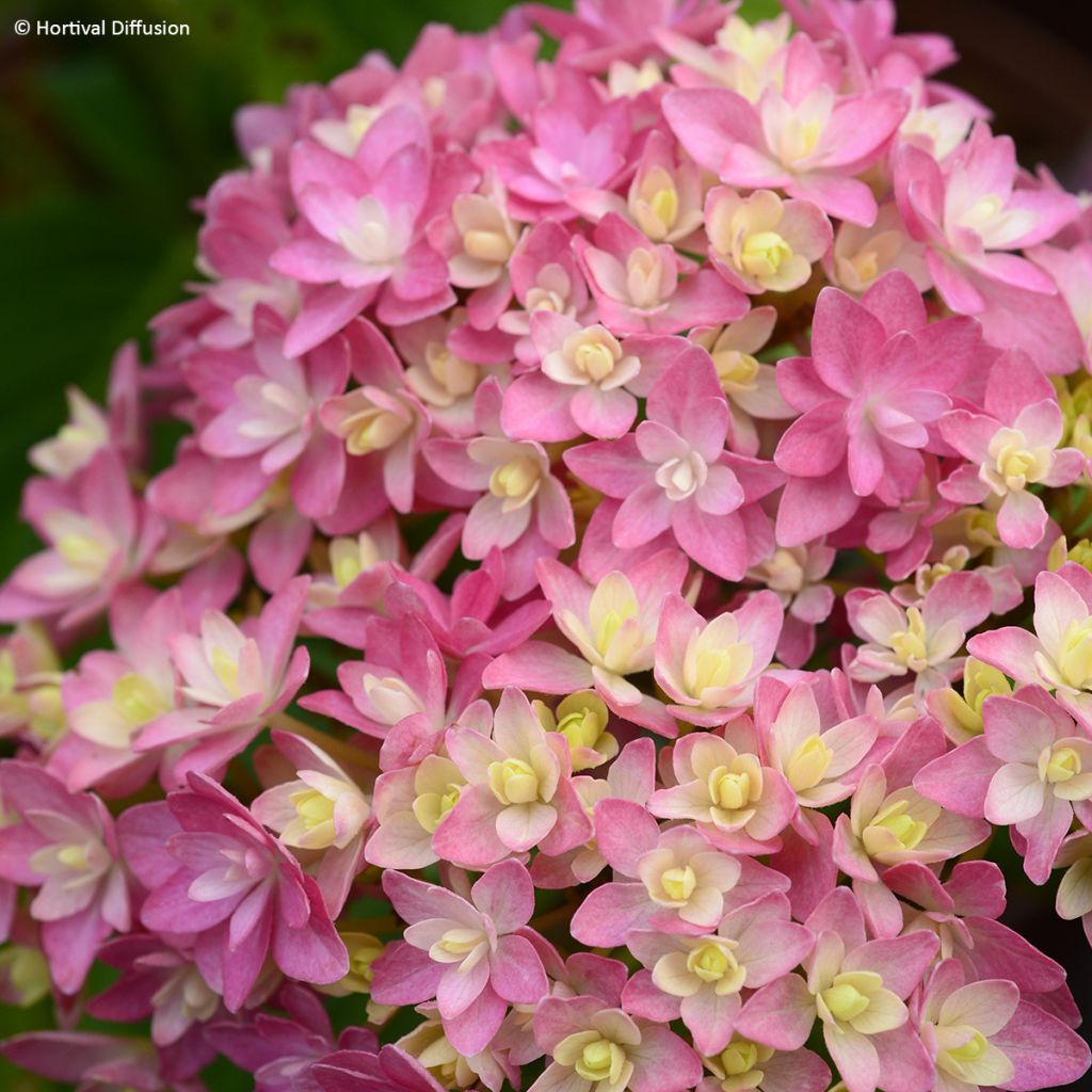 Hydrangea macrophylla Stellar Pink - Mophead Hydrangea