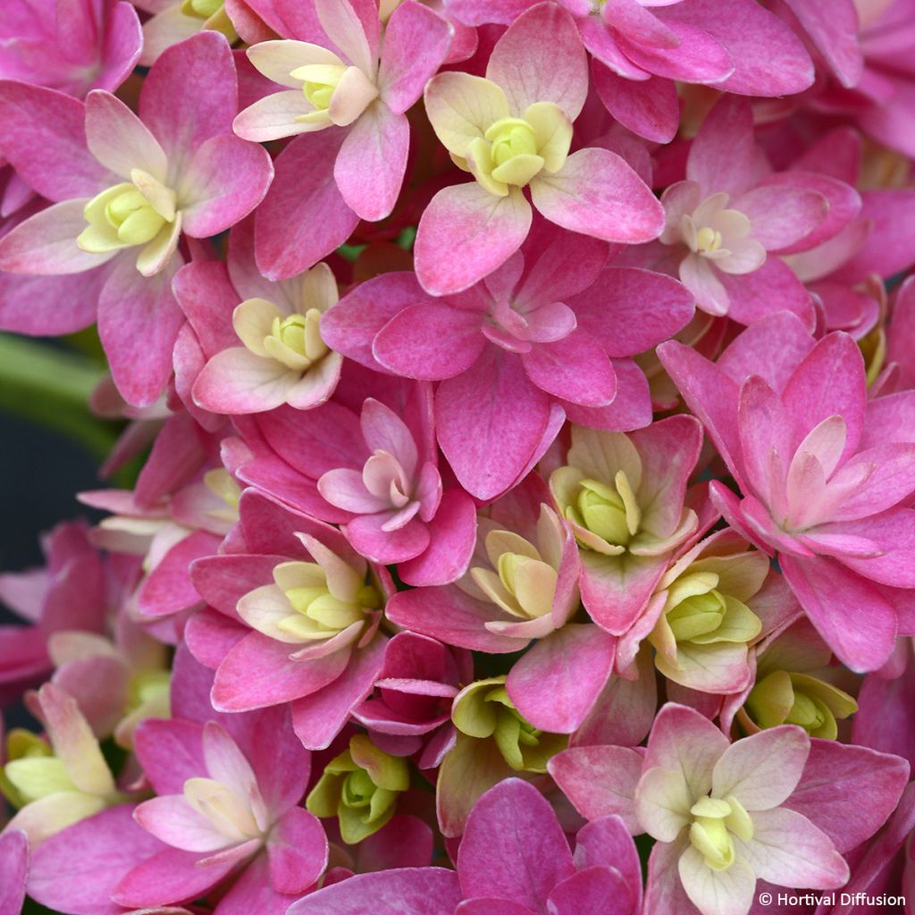 Hydrangea macrophylla Stellar Pink - Mophead Hydrangea